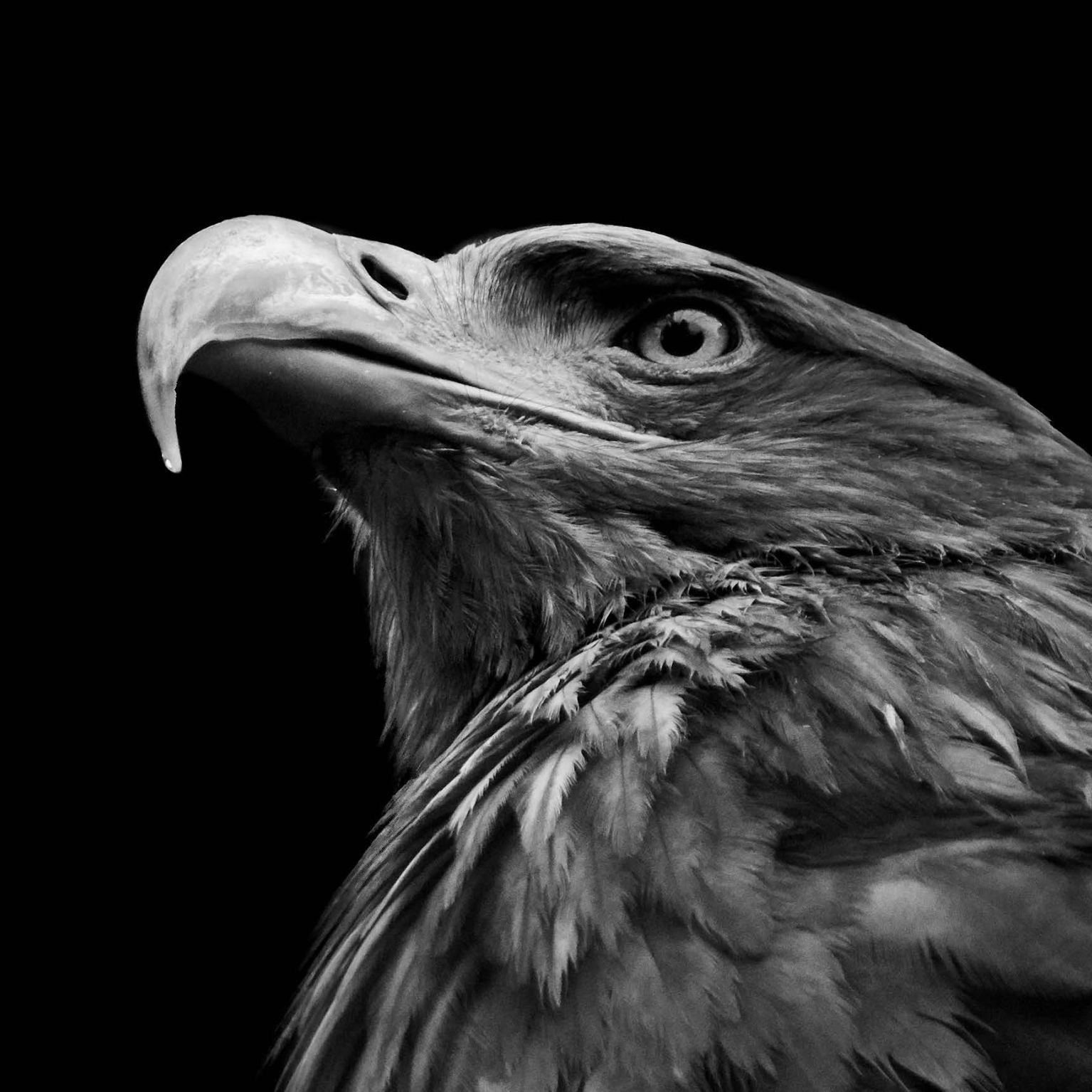 Collage Deco 'Steenarend' - 30x30 cm - MA39024 -  Wanddeco bij MajesticAlly