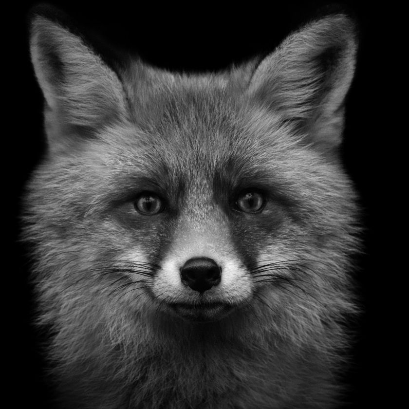 Collage Deco 'Vos' - 14x14 cm - MA39117 -  Wanddeco bij MajesticAlly