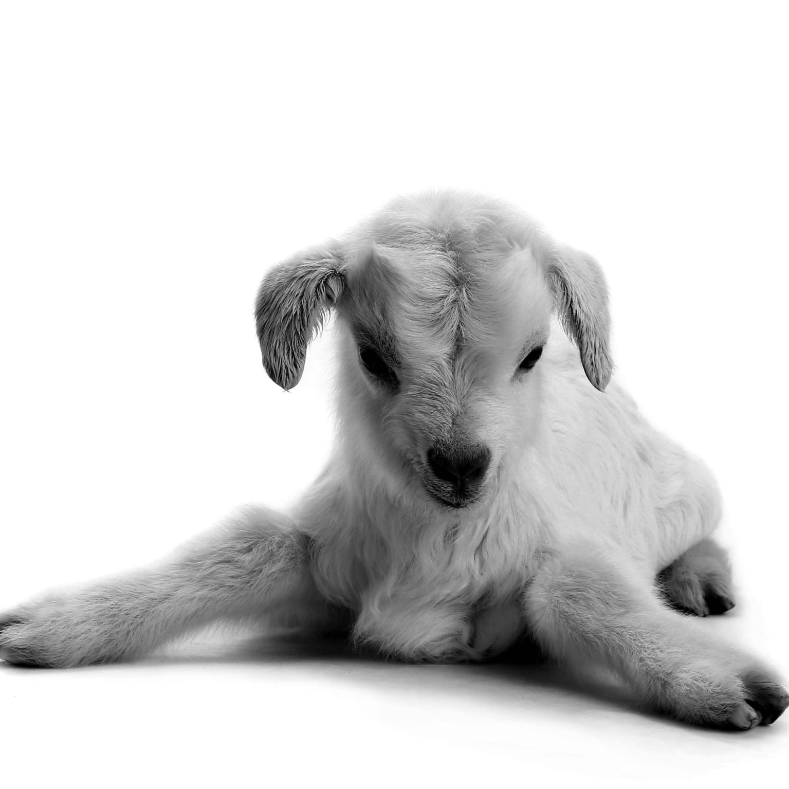 Collage Deco 'Lammetje' - 30x30 cm - MA39021 -  Wanddeco bij MajesticAlly