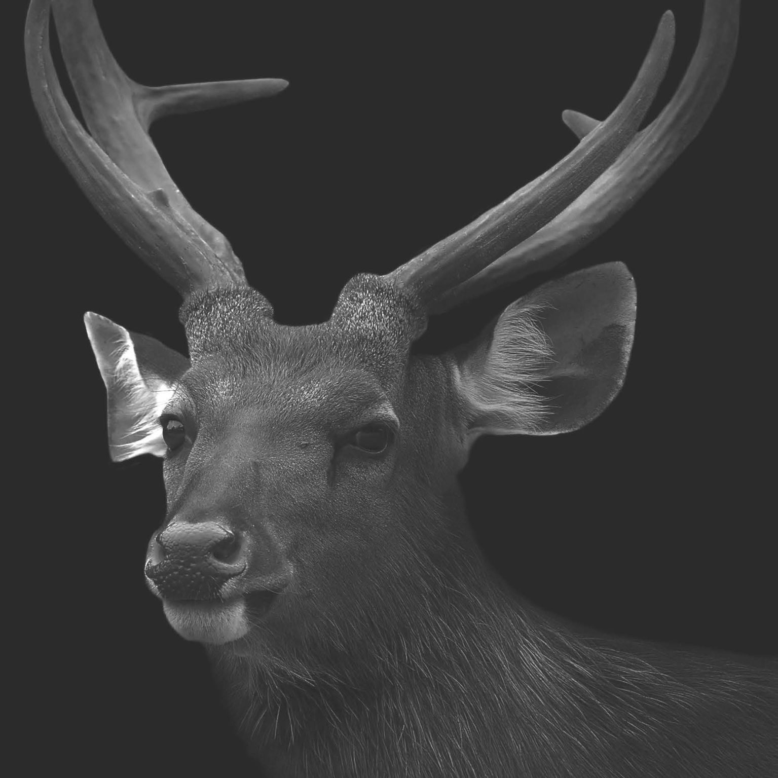 Collage Deco 'Hert' - 14x14 cm - MA39108 -  Wanddeco bij MajesticAlly