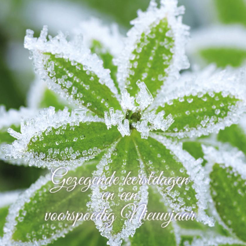 Kerstkaart 'Groen bevroren blad' - MA16010 -  Christelijke kerstkaarten bij MajesticAlly