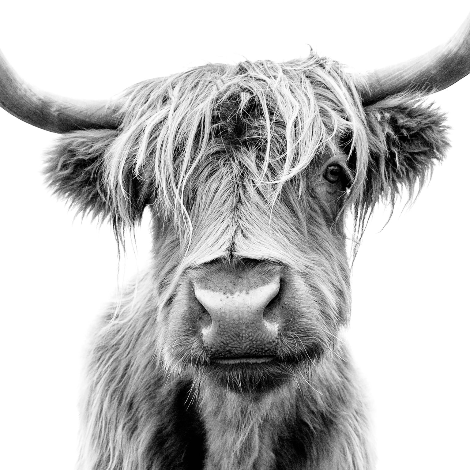 Collage Deco 'Schotse hooglander' - 14x14 cm - MA39103 -  Wanddeco bij MajesticAlly