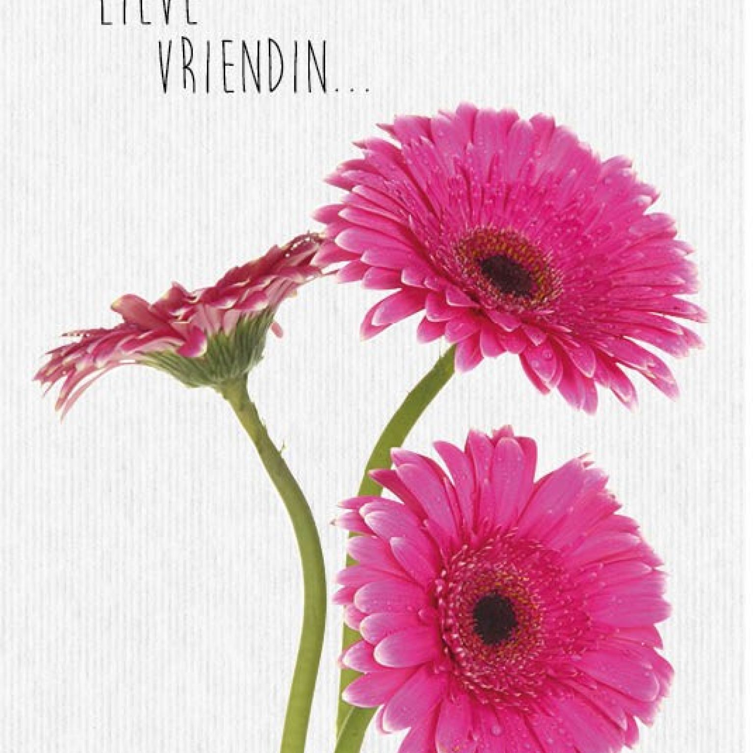 Kaart 'Lieve vriendin' - MA17006 -  Leef!  bij MajesticAlly