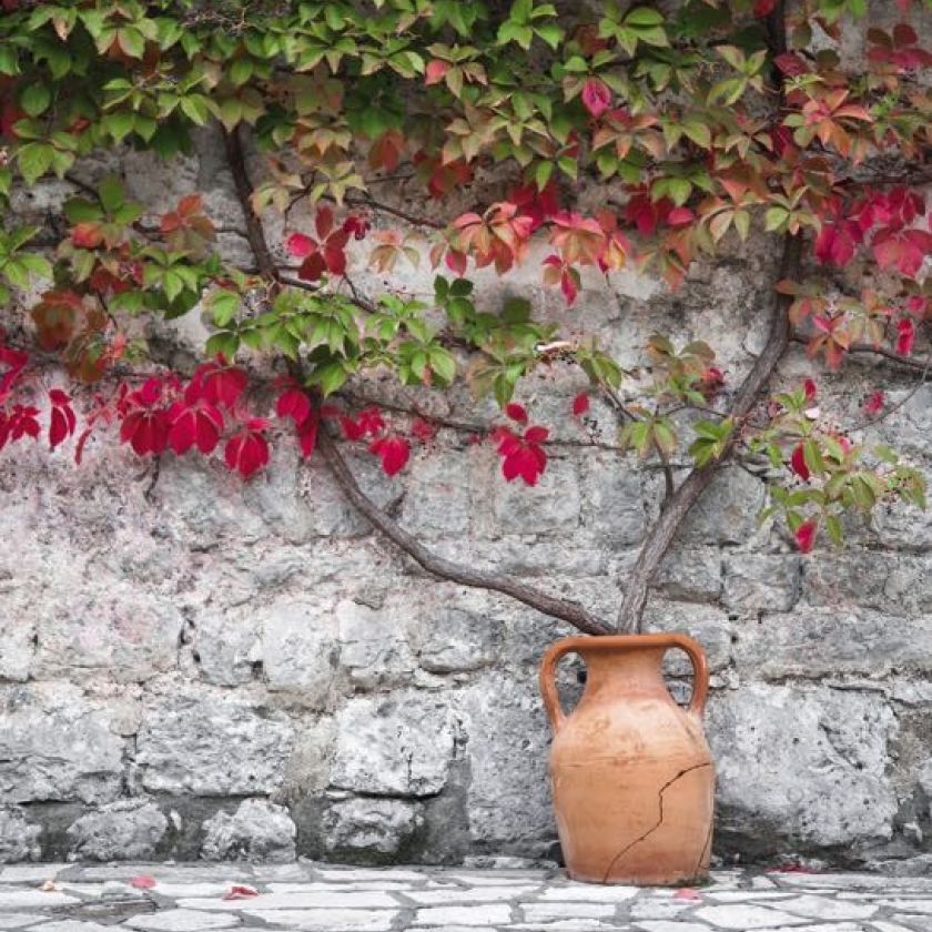 Kaart 'Klimplant' - MA40010 -  Landelijk bij MajesticAlly