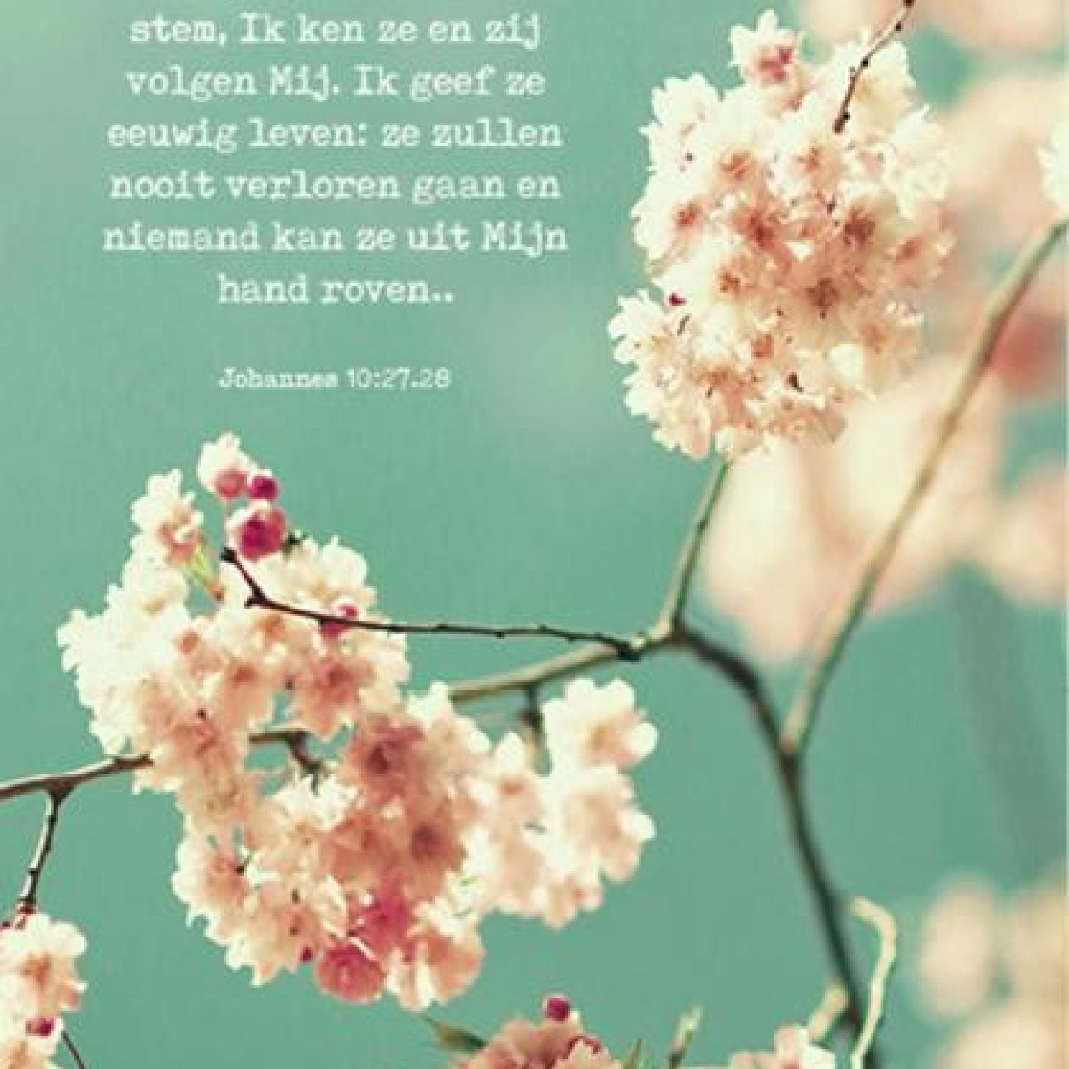 Kaartcadeau Mijn schapen luisteren naar Mijn stem - MA37034 -  Kaarten bij MajesticAlly