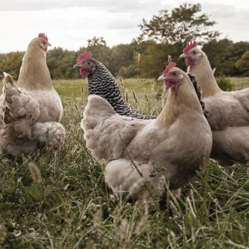 Kaart 'Kippen' - MA40024 -  Landelijk bij MajesticAlly