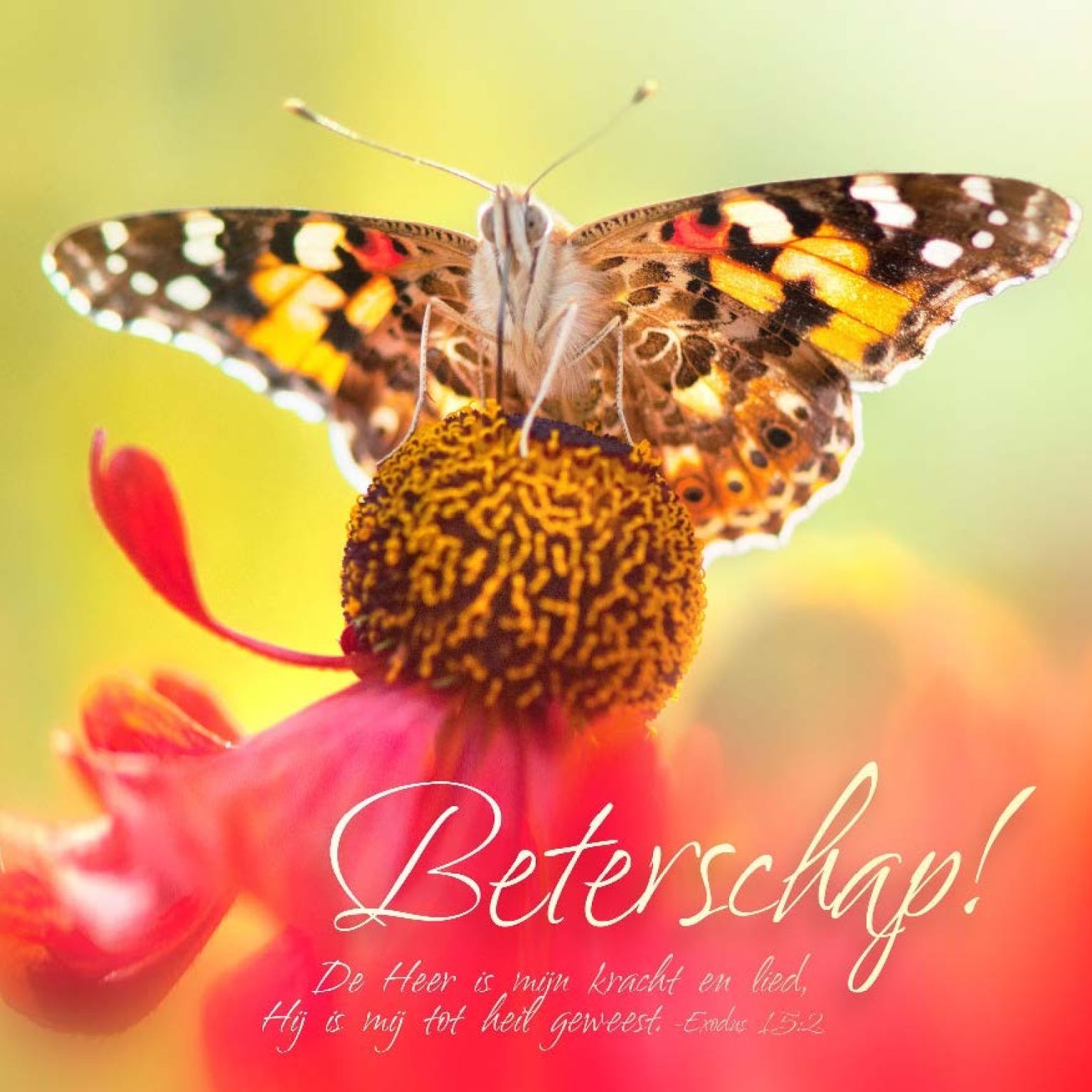 * Voordeelpakket 36 kaarten David Sörensen - MA11100 -  David Sörensen bij MajesticAlly