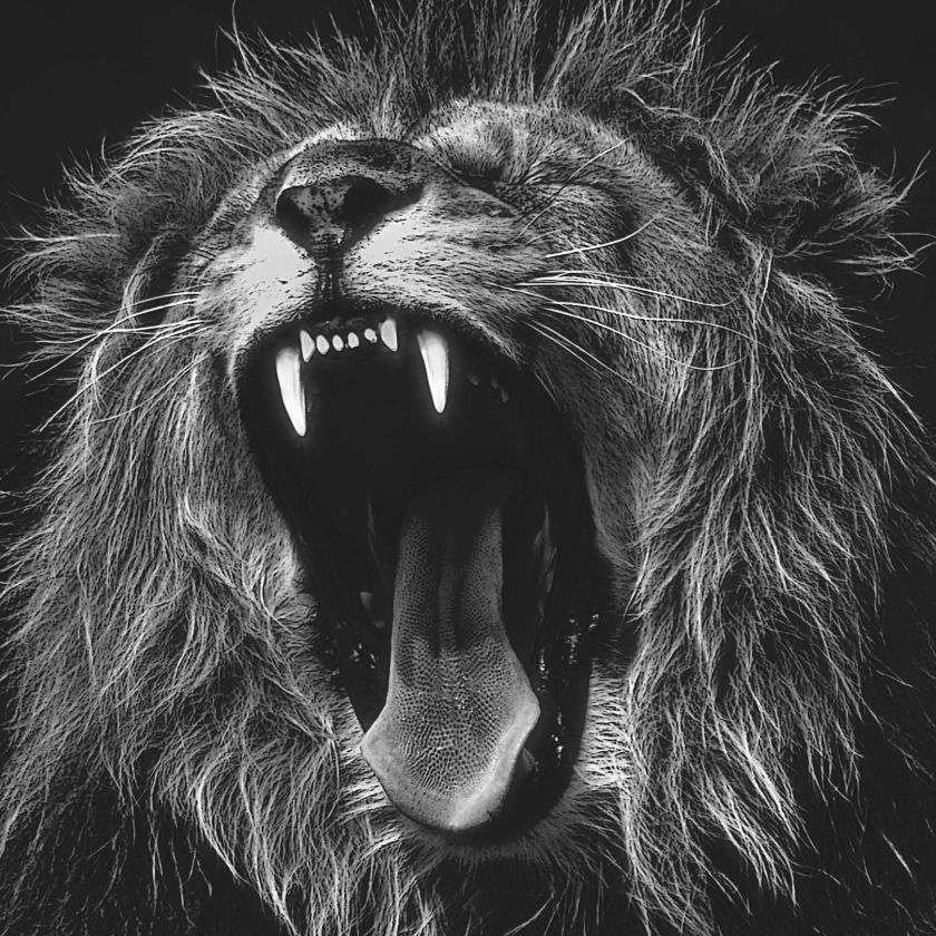 Collage Deco 'Brullende leeuw' - 30x30 cm - MA39031 -  Wanddeco bij MajesticAlly