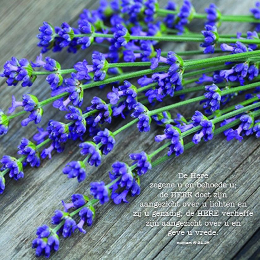 * Voordeelpakket Lifestyle  - 36 kaarten - MA12200 -  Pakjes kaarten bij MajesticAlly