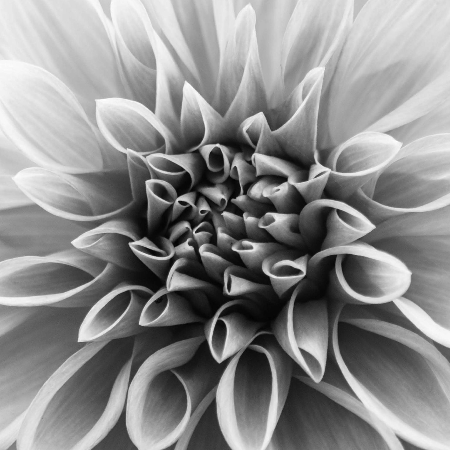 Collage Deco 'Bloem' - 30x30 cm - MA39009 -  Wanddeco bij MajesticAlly