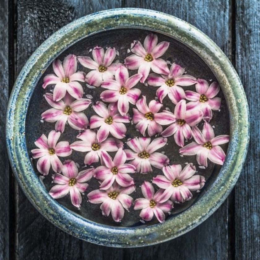 Kaart 'Schaal met bloemen' - MA40002 -  Landelijk bij MajesticAlly