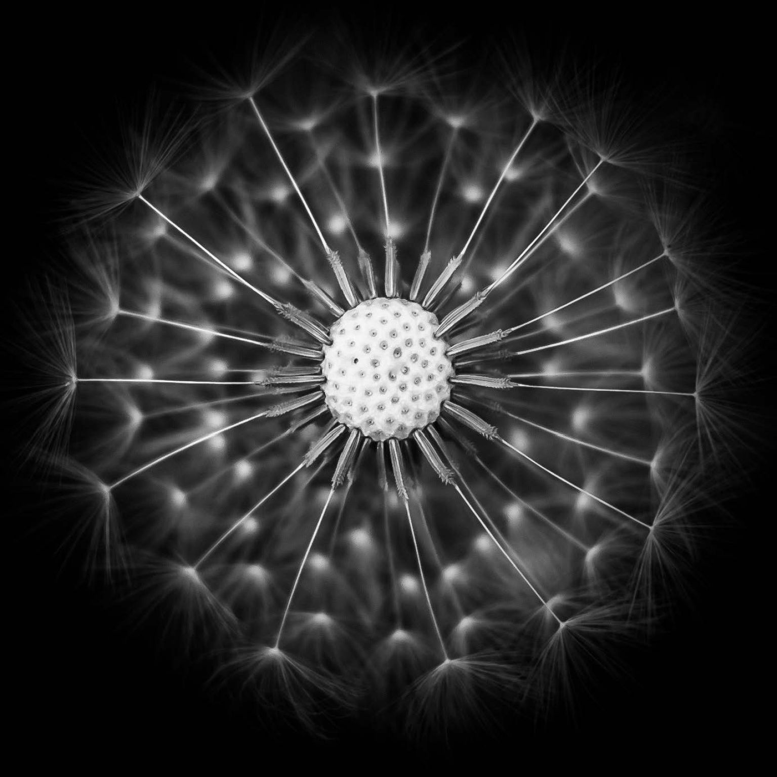 Collage Deco 'Blaasbloem' - 30x30 cm - MA39027 -  Wanddeco bij MajesticAlly