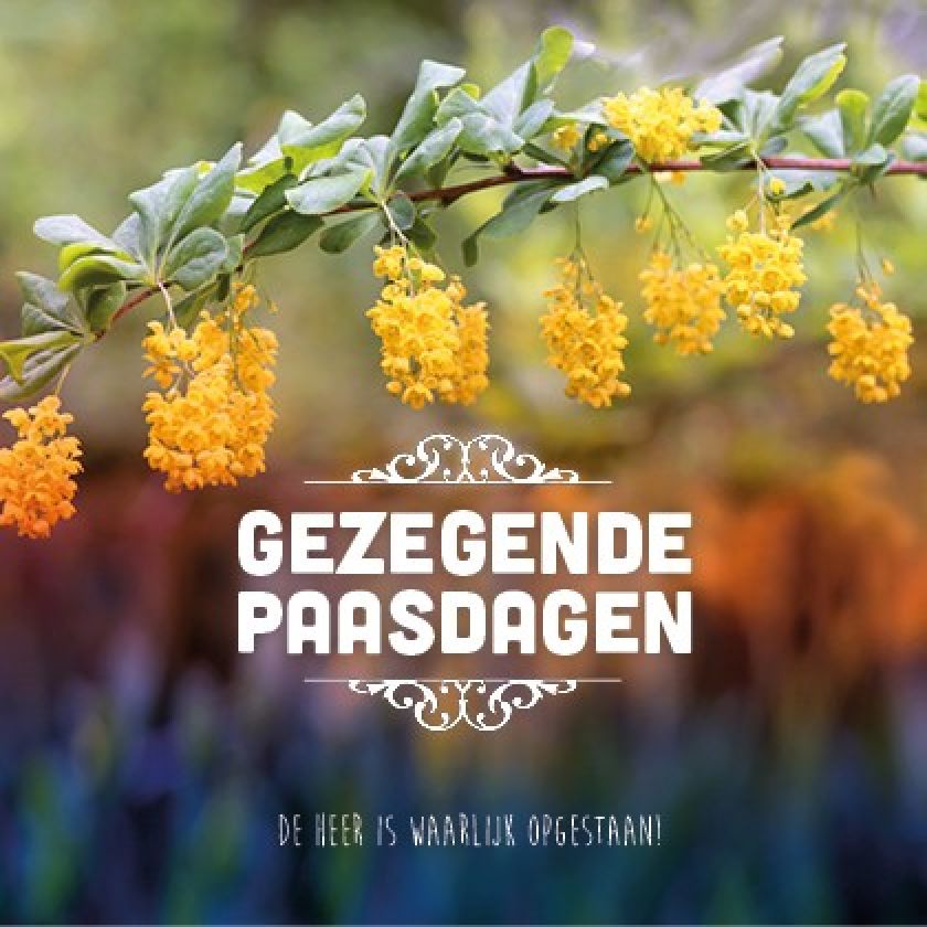 Paaskaart 'Gele bloesem' - MA15034 -  Pasen bij MajesticAlly