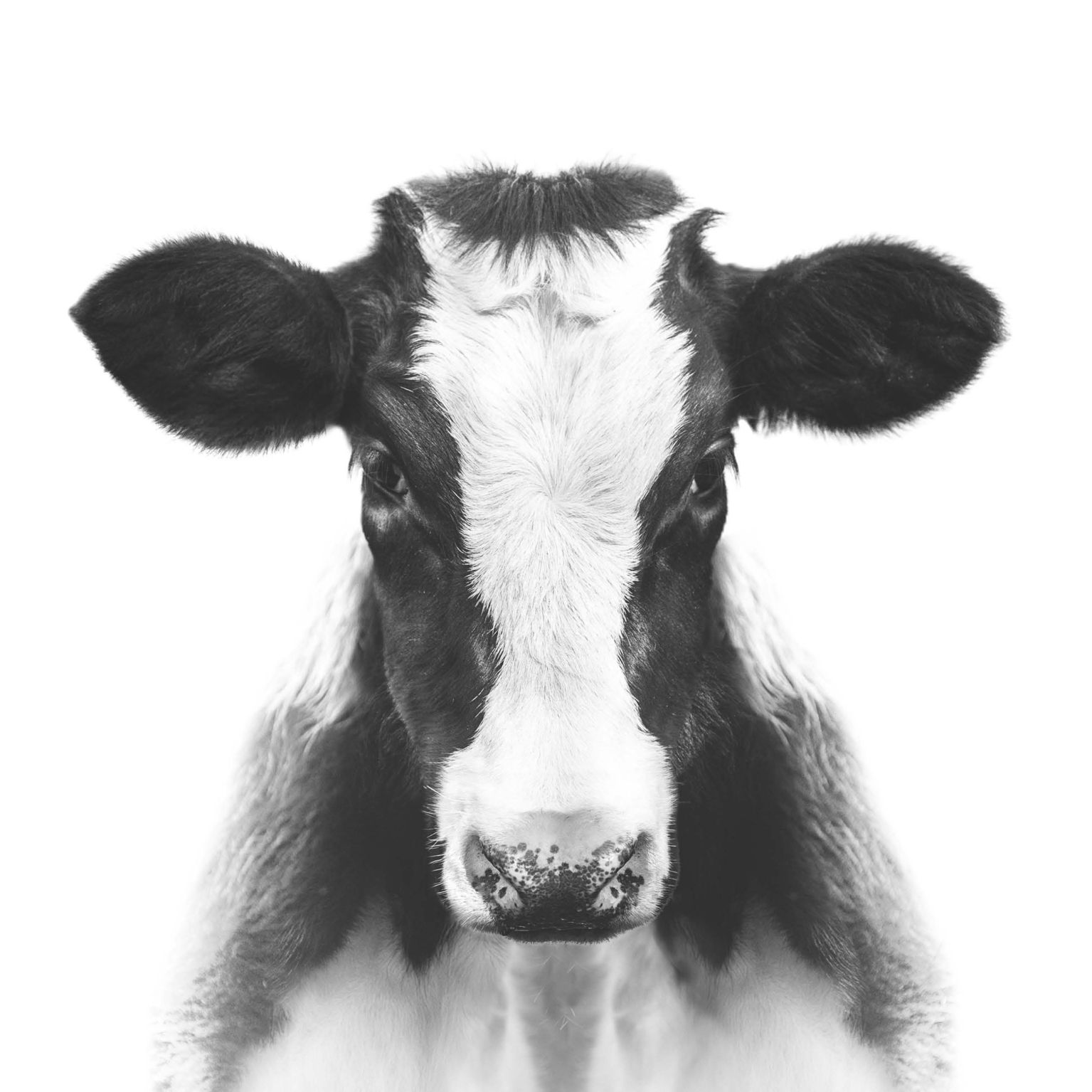 Collage Deco 'Koe' - 30x30 cm - MA39005 -  Wanddeco bij MajesticAlly