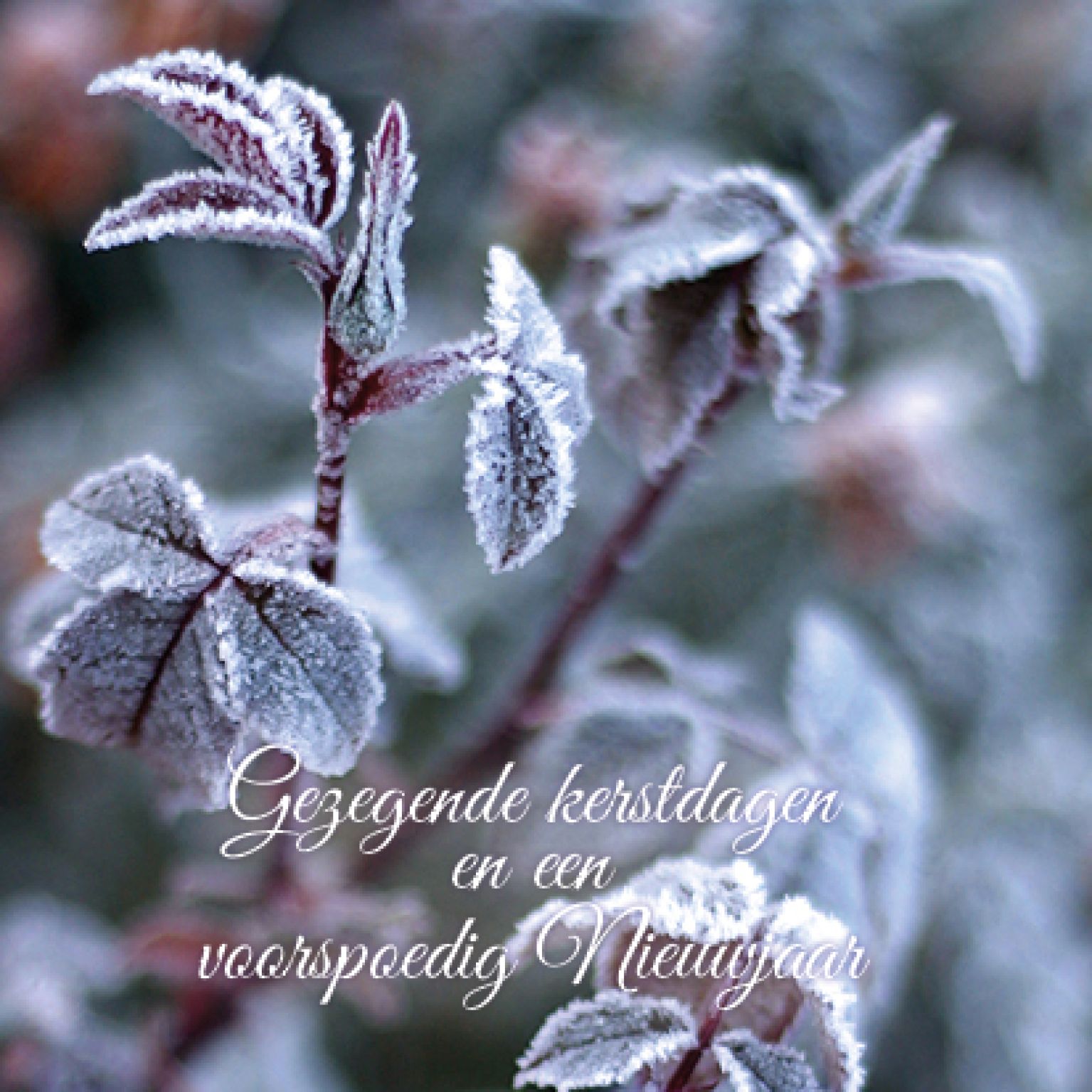 Kerstkaart 'Roodgroen bevroren blad' - MA16009 -  Christelijke kerstkaarten bij MajesticAlly