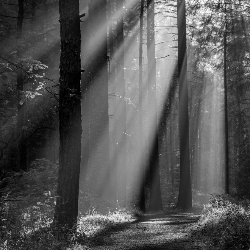 Collage Deco 'Bos - 14x14 cm - MA39133 -  Wanddeco bij MajesticAlly