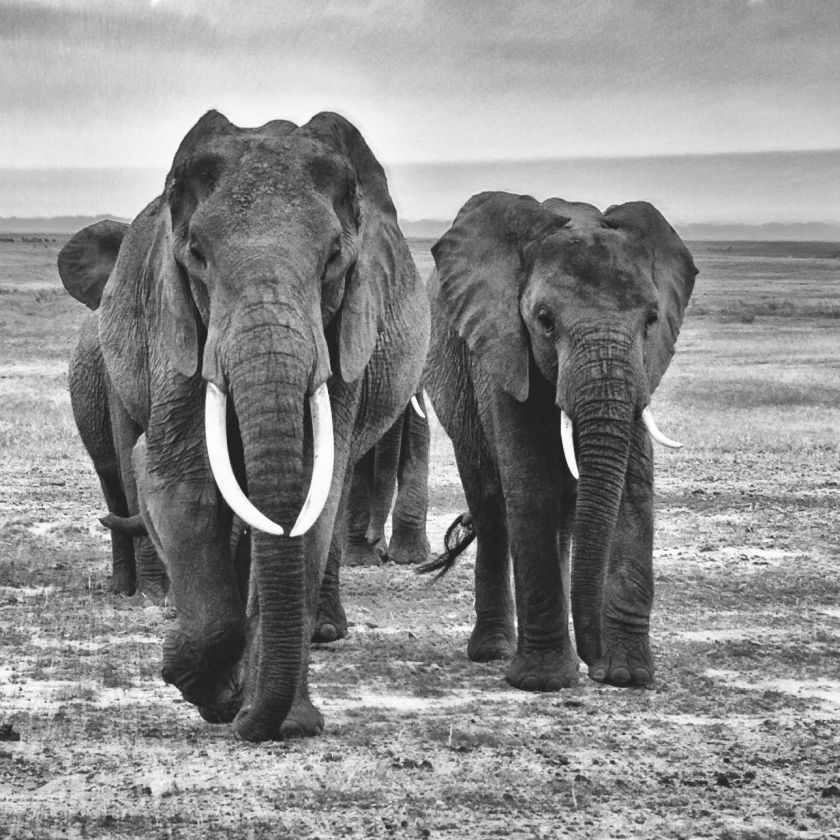 Collage Deco 'Kudde olifanten' - 30x30 cm - MA39018 -  Wanddeco bij MajesticAlly