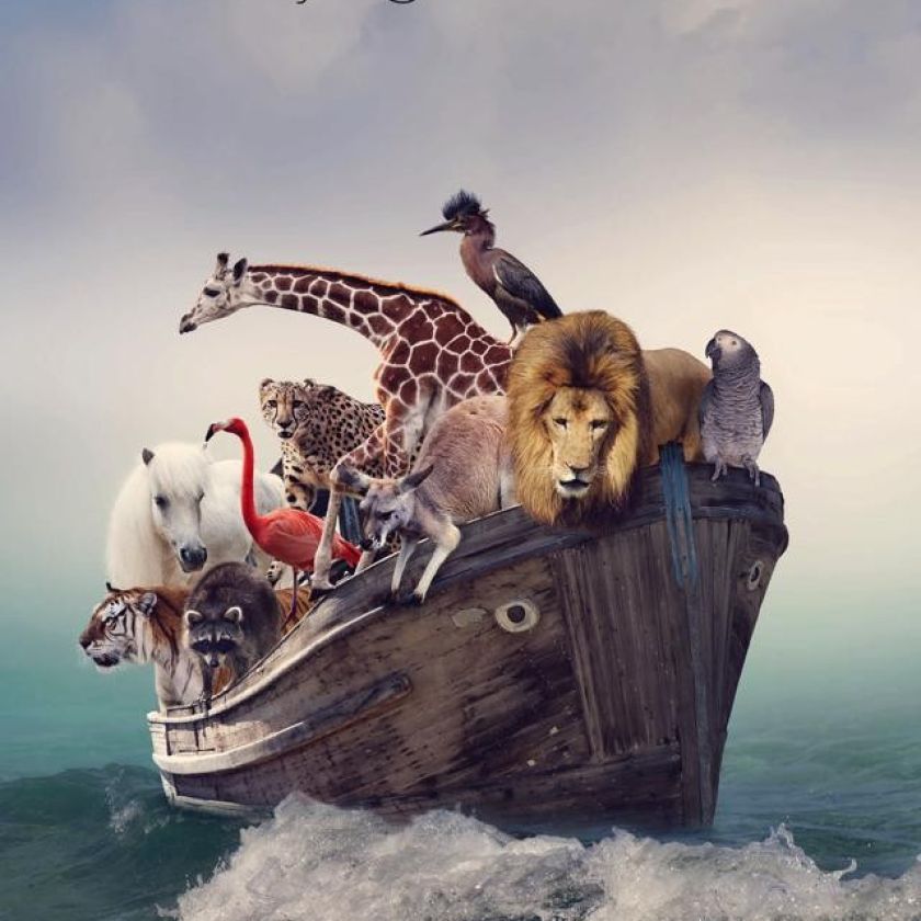 Voordeelkaart 'Hartelijke Gefeliciteerd - Ark van Noach' - MA38054 -  Voordeelkaarten christelijk bij MajesticAlly