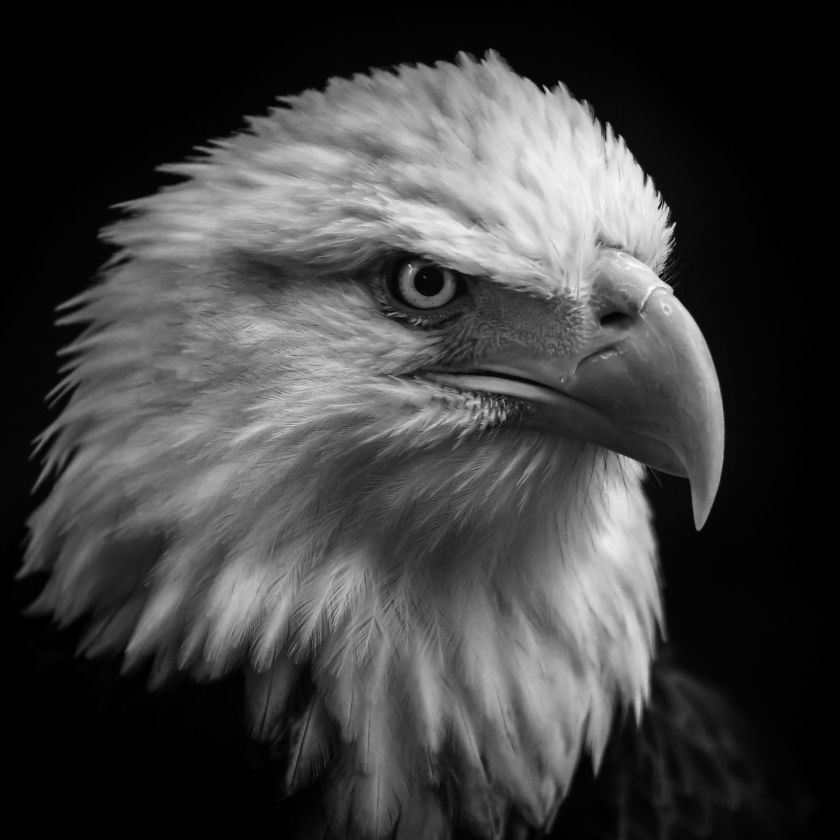 Collage Deco 'Zeearend' - 14x14 cm - MA39101 -  Wanddeco bij MajesticAlly