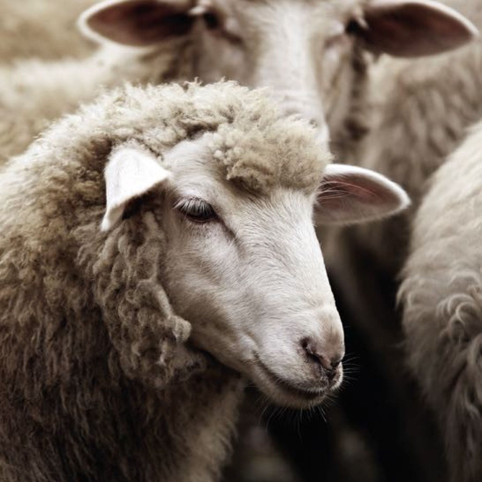 Kaart 'Schapen' - MA40029 -  Landelijk bij MajesticAlly