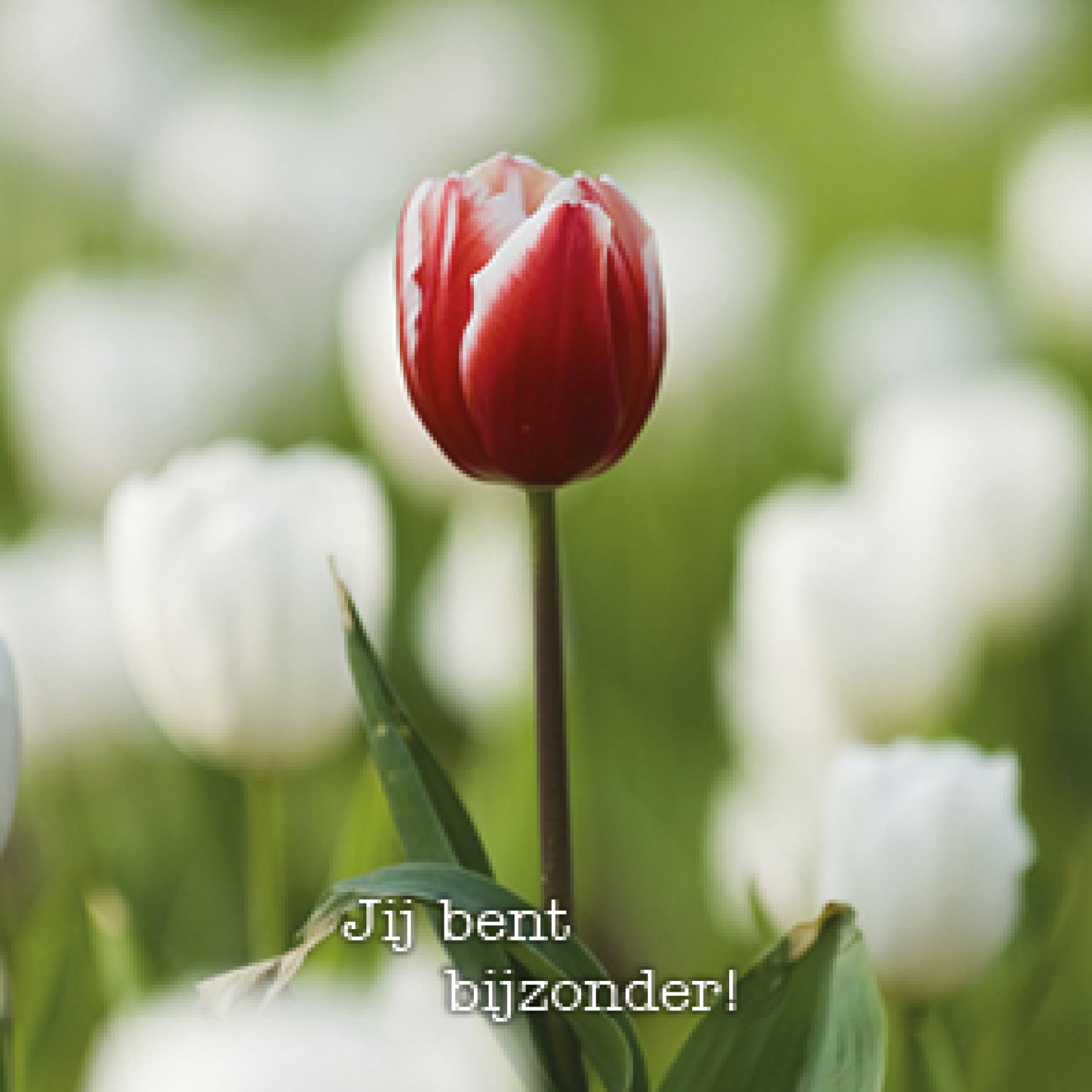 Kaart 'Jij bent bijzonder' - MA15022 -  Lifestyle bij MajesticAlly