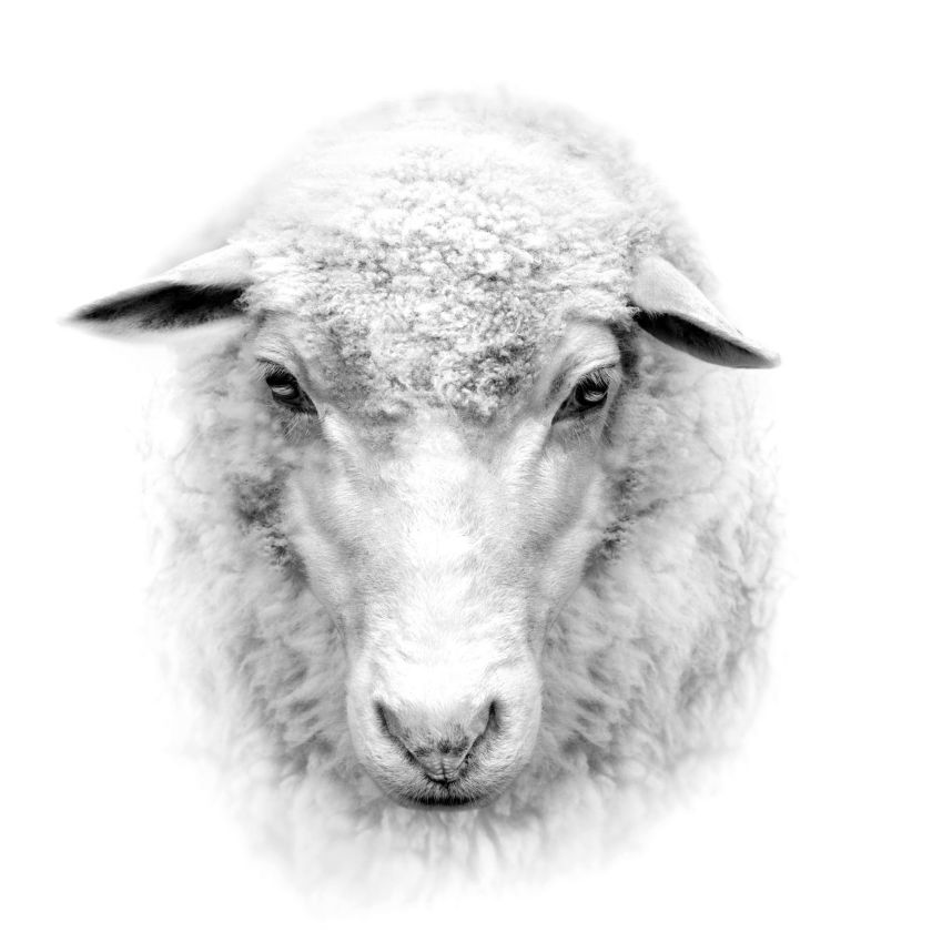 Collage Deco 'Schaap' - 30x30 cm - MA39032 -  Wanddeco bij MajesticAlly