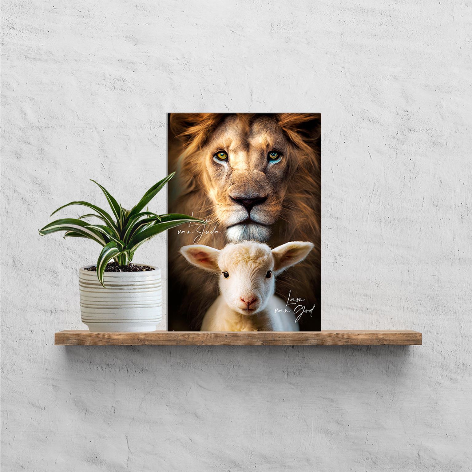 Plexiglas A4 Leeuw van Juda, Lam van God