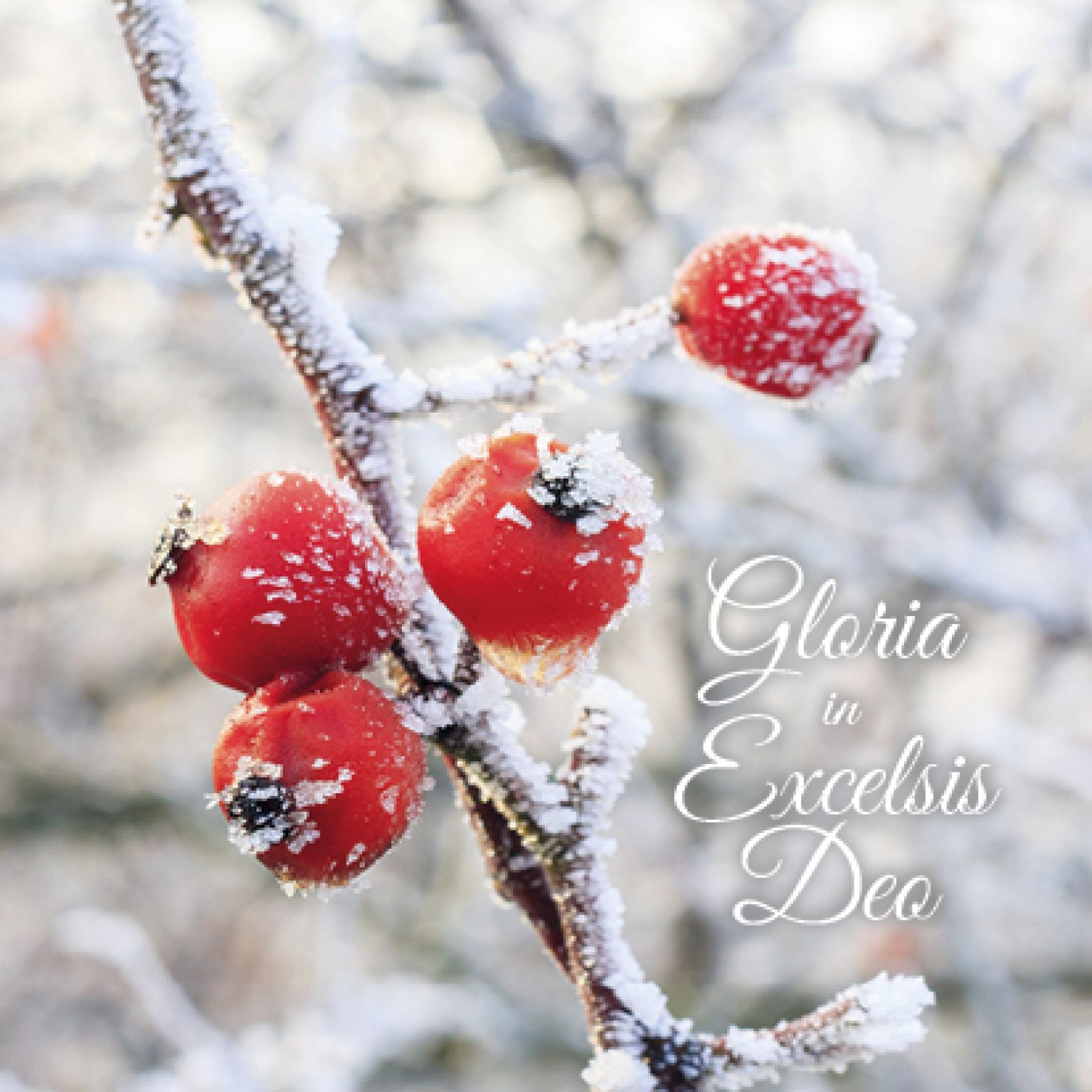 Kerstkaart 'Gloria in Excelsis Deo' - MA16001 -  Christelijke kerstkaarten bij MajesticAlly