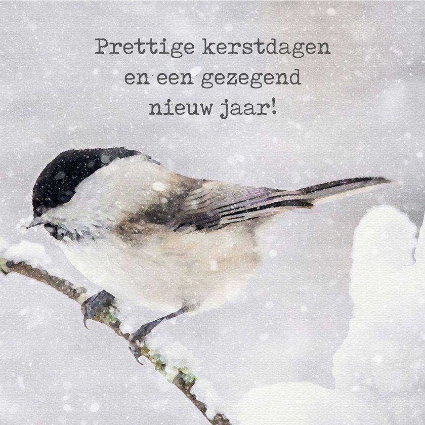 MA41213 - Minikerstkaart 'Vogel op tak'