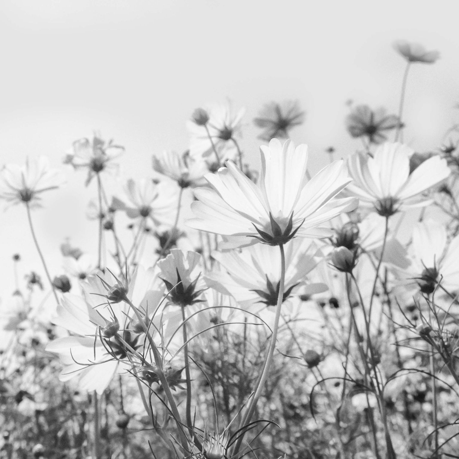 Collage Deco 'Veldbloemen' - 14x14 cm - MA39110 -  Wanddeco bij MajesticAlly