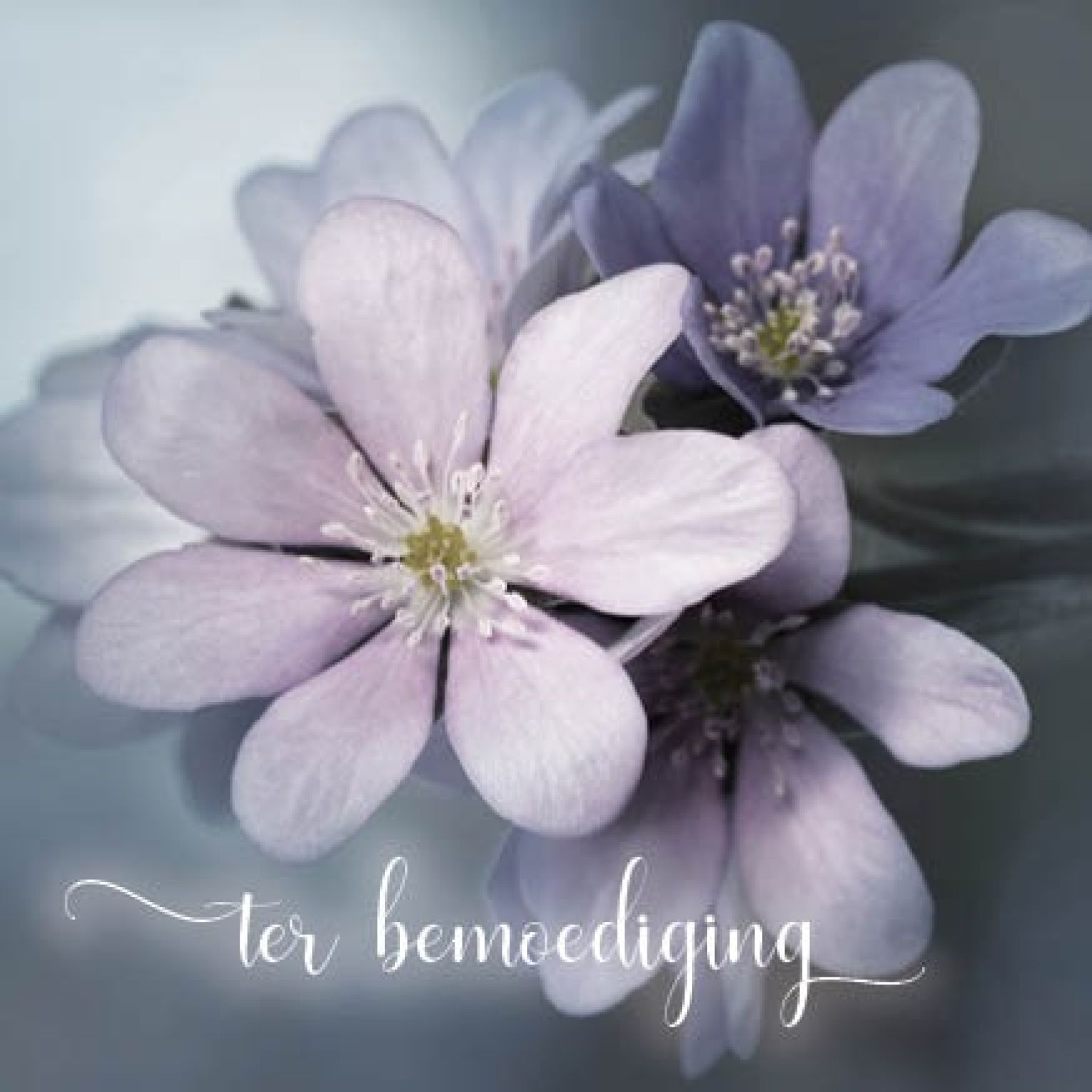 Kaart 'Ter bemoediging - lila bloem' - MA34005 -  Stille momenten bij MajesticAlly