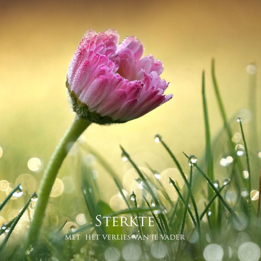 MA34125 - Vierkante wenskaart 'Sterkte - verlies vader'