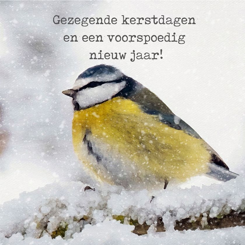 MA41207 - Minikerstkaart 'Pimpelmees'