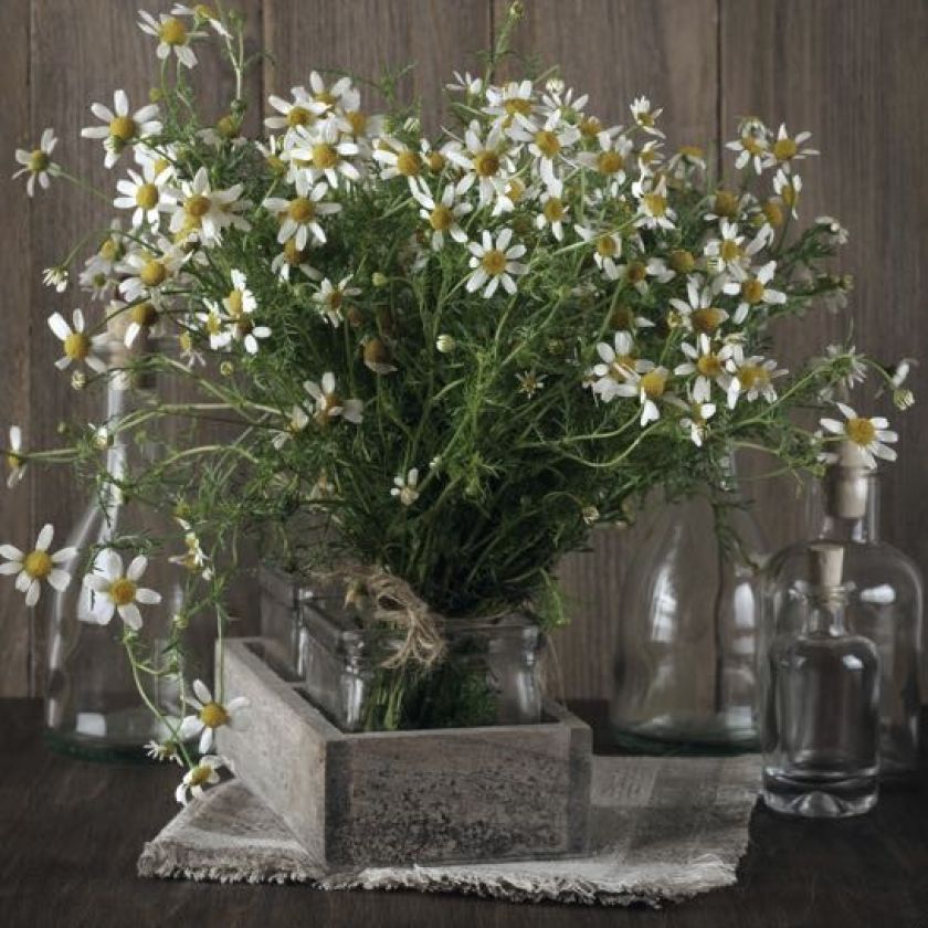 Kaart 'Margrieten' - MA40009 -  Landelijk bij MajesticAlly