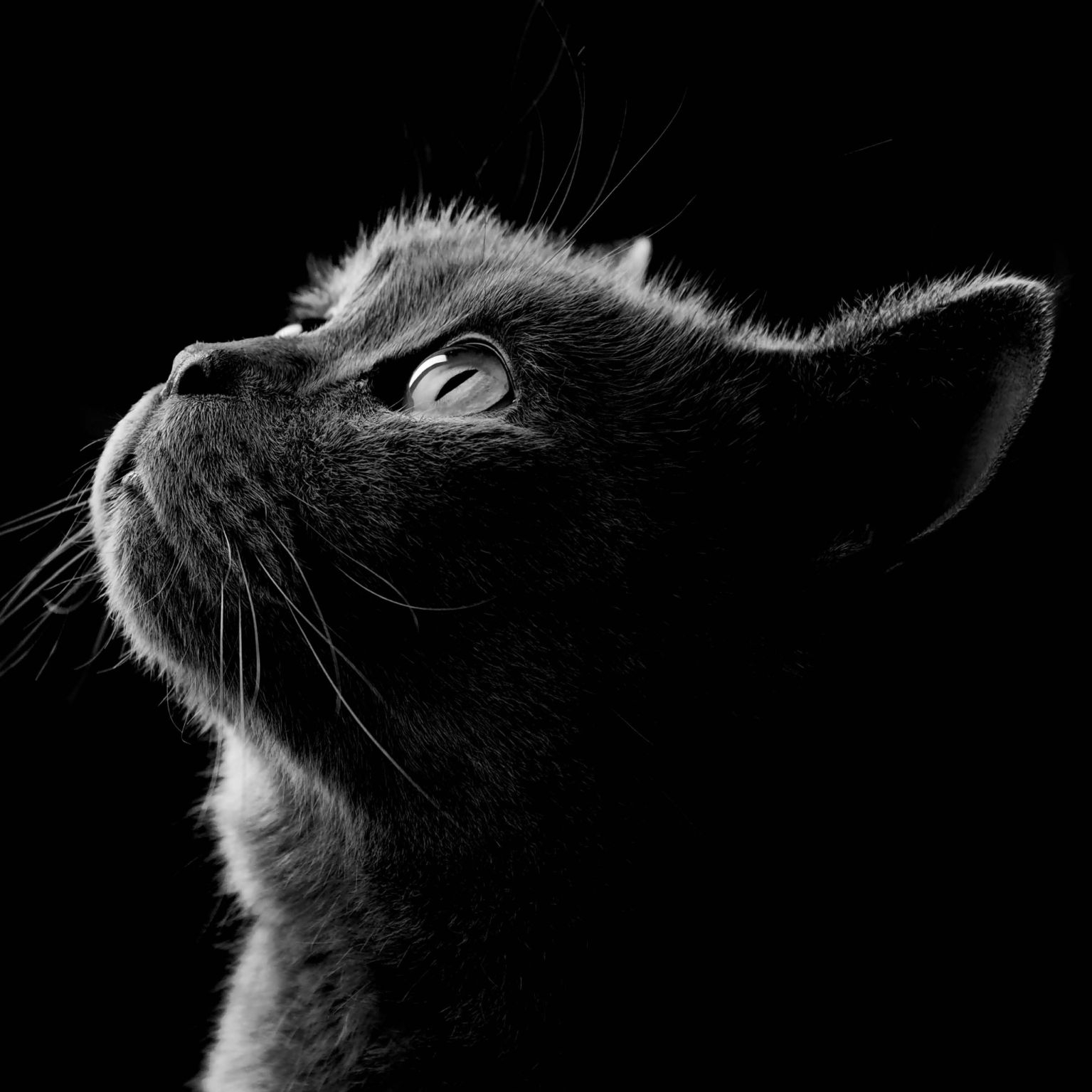 Collage Deco 'Poes' - 30x30 cm - MA39029 -  Wanddeco bij MajesticAlly