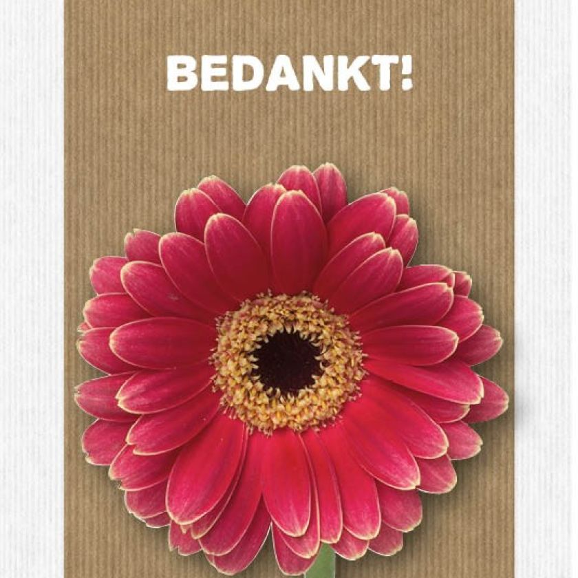 Sponsorpakket 40 kaarten met envelop - MA17000S -  Leef!  bij MajesticAlly