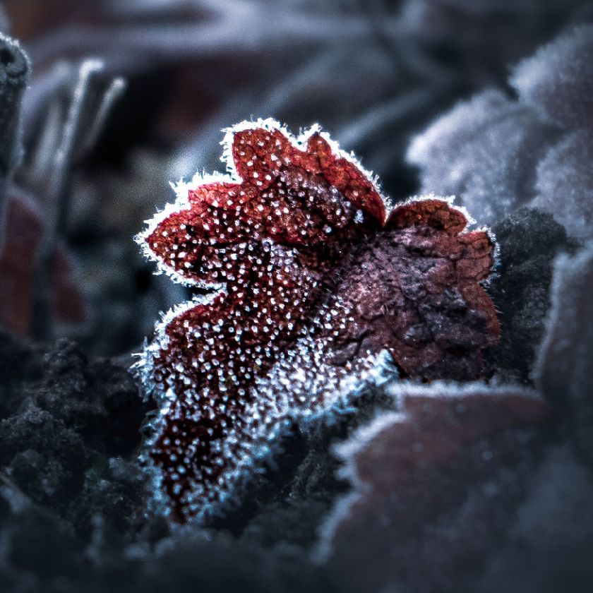 MA34107 - Vierkante wenskaart 'Blaadje'