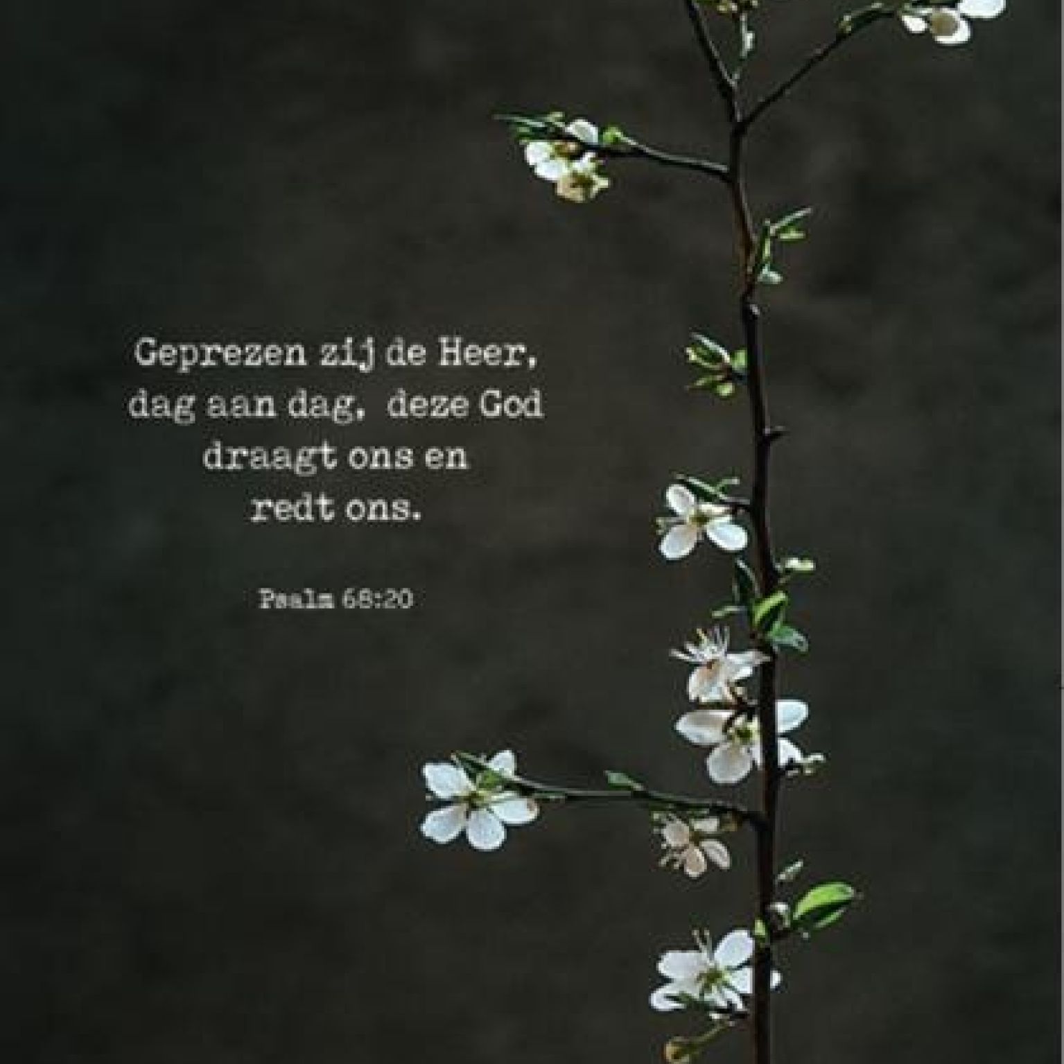 Kaartcadeau Geprezen zij de Heer - MA37012 -  Kaarten bij MajesticAlly