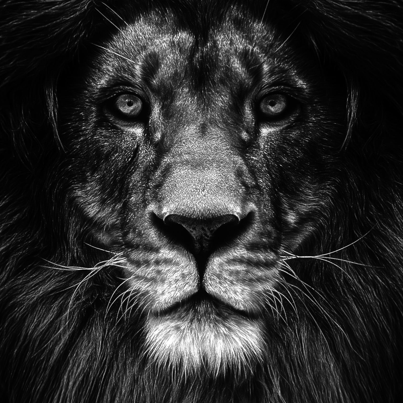 Collage Deco 'Leeuw' - 14x14 cm - MA39120 -  Wanddeco bij MajesticAlly