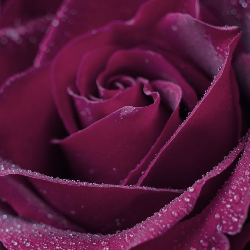 MA34108 - Vierkante wenskaart 'Roos'