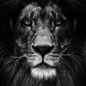 Collage Deco 'Leeuw' - 14x14 cm - MA39120 -  Wanddeco bij MajesticAlly