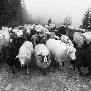 Collage Deco 'Kudde' - 30x30 cm - MA39006 -  Wanddeco bij MajesticAlly