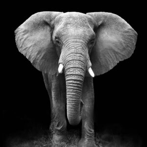 Collage Deco 'Olifant' - 30x30 cm - MA39012 -  Wanddeco bij MajesticAlly