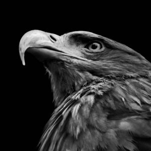 Collage Deco 'Steenarend' - 30x30 cm - MA39024 -  Wanddeco bij MajesticAlly