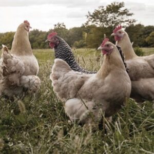 Kaart 'Kippen' - MA40024 -  Landelijk bij MajesticAlly