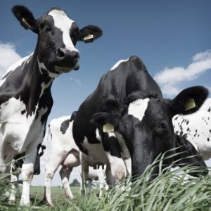 Kaart 'Koeien' - MA40034 -  Landelijk bij MajesticAlly