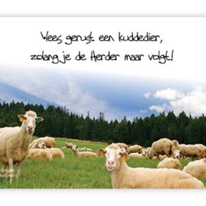 Prentbriefkaart wees gerust een kuddedie - MA10036 -  Quotes