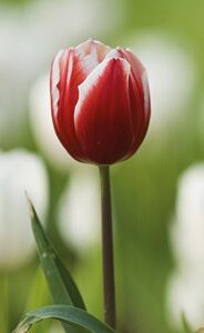 Boekenlegger jij bent bijzonder - MA15106 -  Lifestyle  bij MajesticAlly