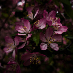 MA34123 - Vierkante wenskaart 'Paarse bloem'